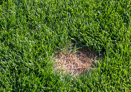 Balding Lawn