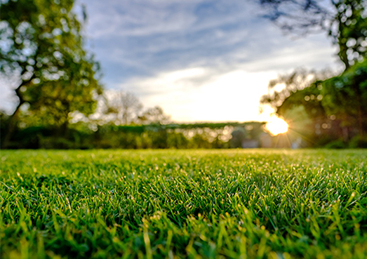 Green Grass