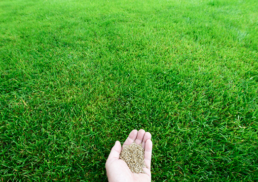 Reseeding your lawn Weed Man