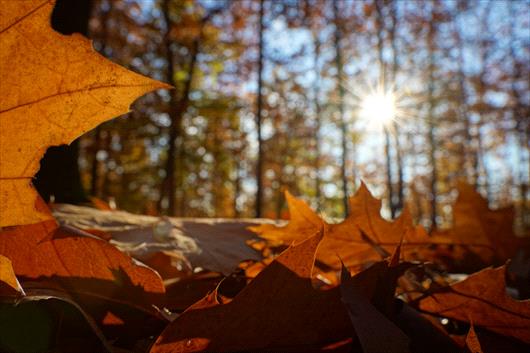 Fall Leaves
