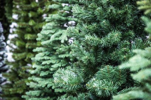 line of Christmas trees