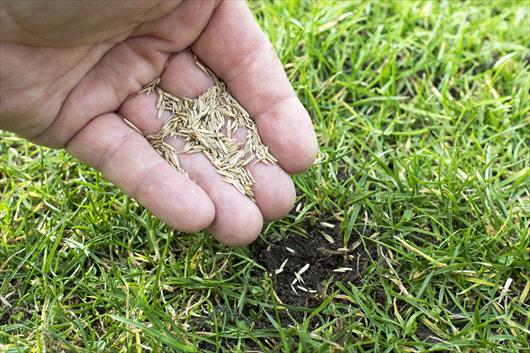 Filling aeration hole with seeding