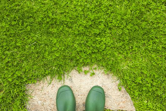 Clover lawn