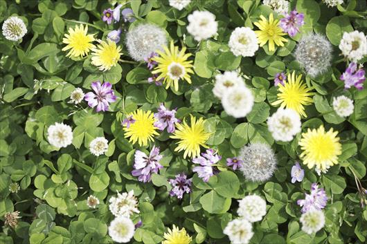 Broadleaf Weed