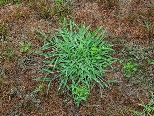 Weedy Grass