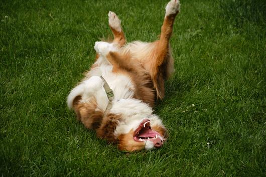 An Enriching Place to Play: Why Lawns & Pets Go Hand-in-Paw